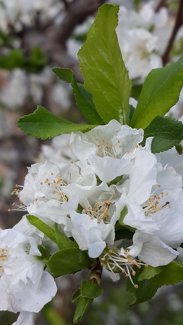 Blumen, Weiß, Blätter, Grün, Frühling