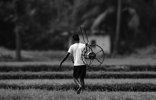 Free Farmer Rice Field photo and picture