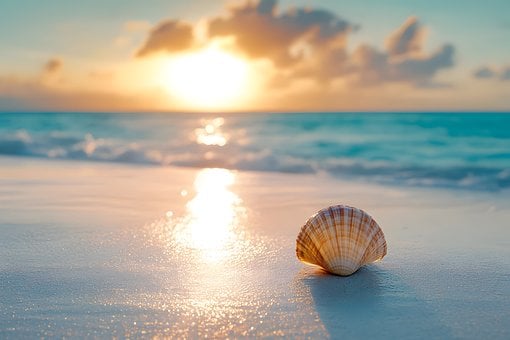 Skal, Strand, Sand, Hav, Solnedgang