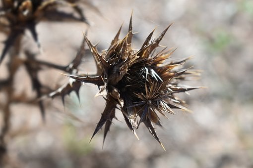 Distel, Droog, Stekelig, Natuur, Zomer