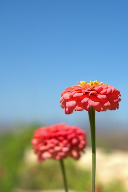 Blume, Zinnie, Garten, Natur, Sommer