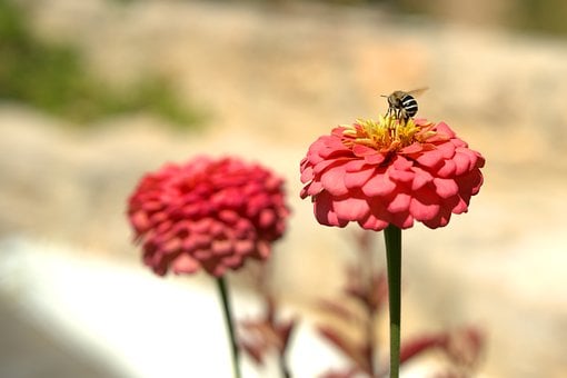 Zinnie, Blume, Biene, Insekt, Garten