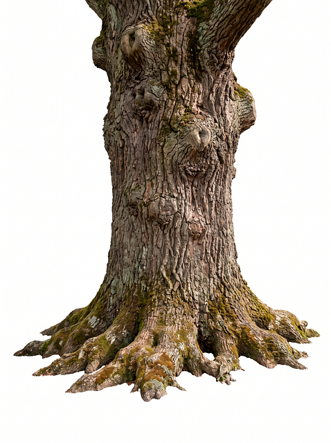 Free Tree Trunk illustration and picture