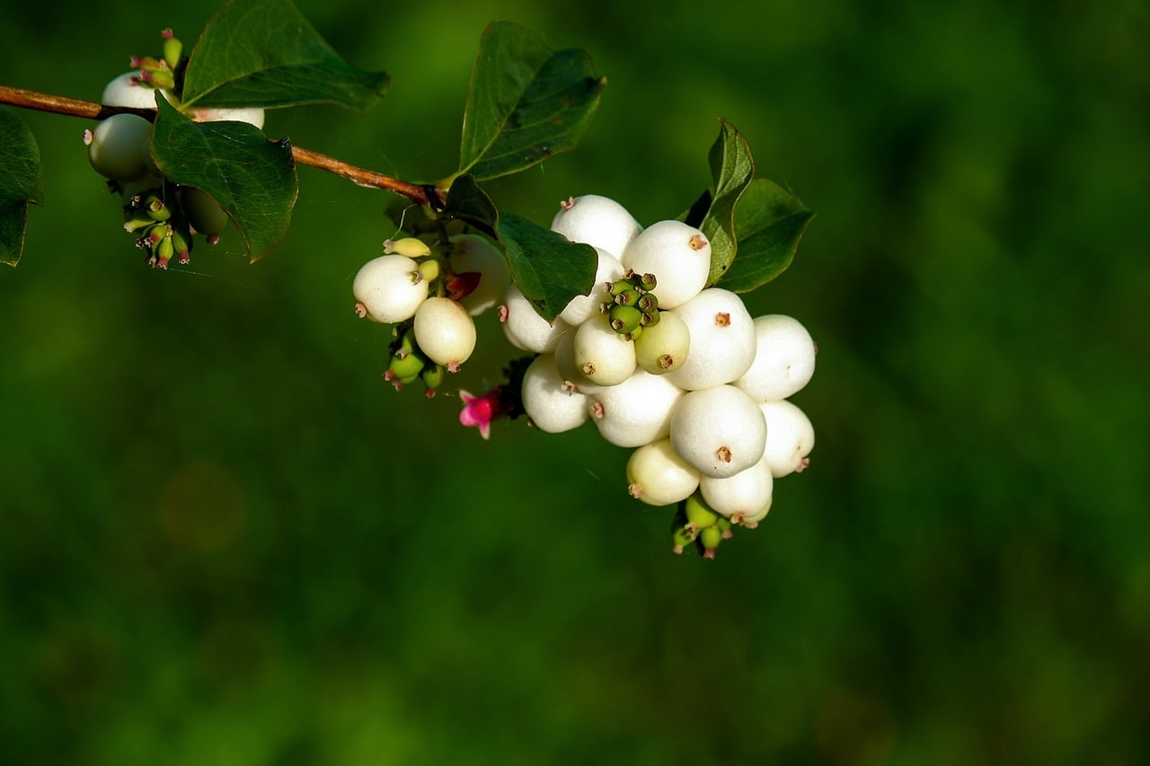 Snoberry, Fotografía Macro, Arbusto