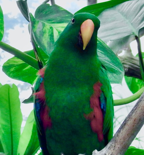 Tropisch, Exotisch, Papagei, Bunt