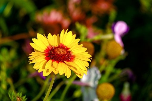 Free Flower Nature photo and picture