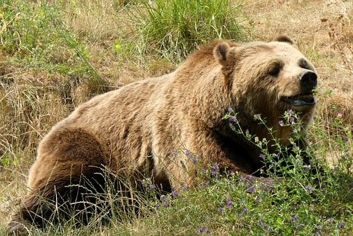 Urso, Urso Pardo, Animais Selvagens