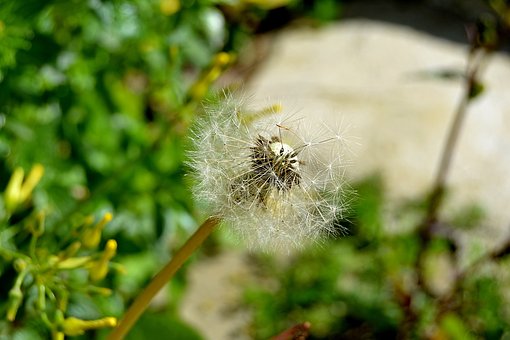 Löwenzahn, Samen, Makro, Natur