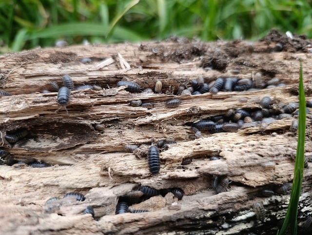 Free Nature Insect photo and picture