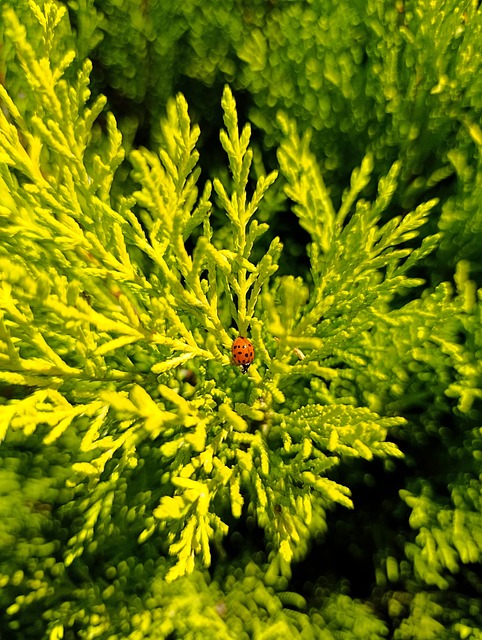 Free Ladybug Green Foliage photo and picture