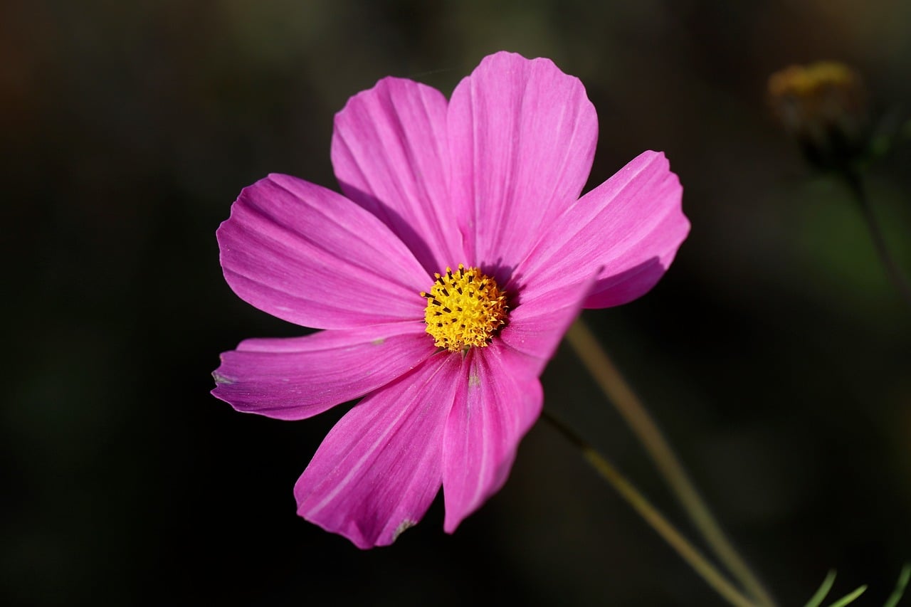 Download free HD stock image of Cosmos Flower Free Cosmos Flower photo and picture