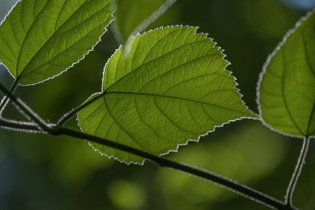Free Leaf Green photo and picture