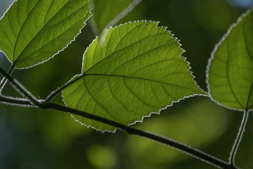 Hoja, Verde, Naturaleza, Macro, Detalles