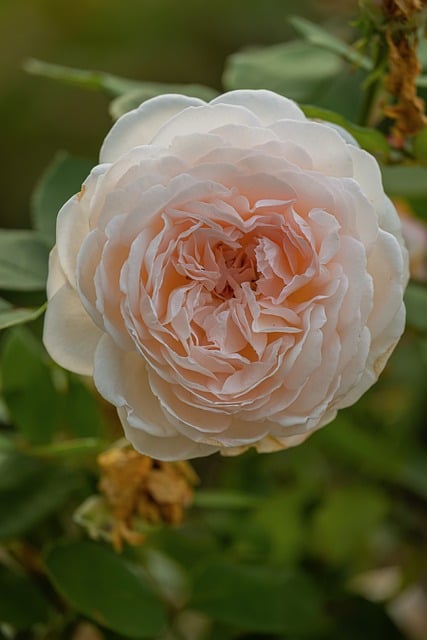 Free Rose Flower photo and picture