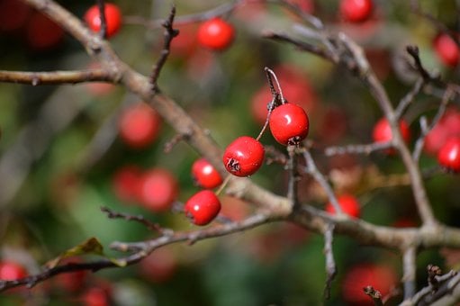 Free Hawthorn Red Fruit photo and picture