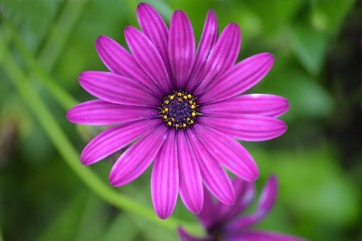 Free Gazania Flower Purple Flower photo and picture