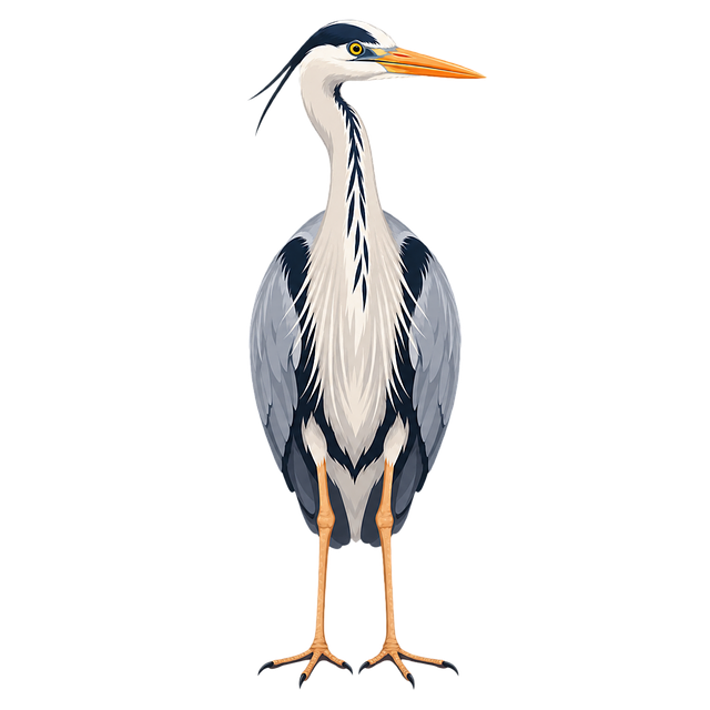 Free Grey Heron Bird vector and picture