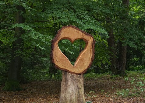 Boom, Snede, Hart, Bos, Natuur