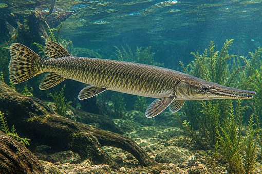 Free Gars Aquarium photo and picture
