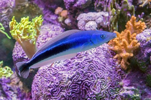 Free Fish Marine Life photo and picture