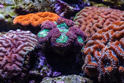 Free Coral Underwater photo and picture