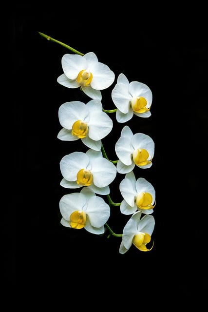 Free Phalaenopsis Orchid photo and picture