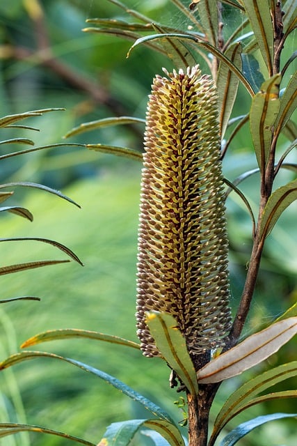 Free Banksia Flower photo and picture