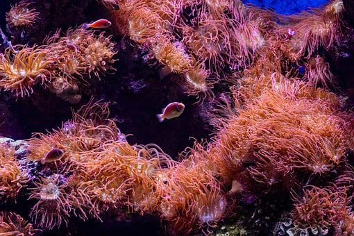 Free Clownfish Anemone photo and picture