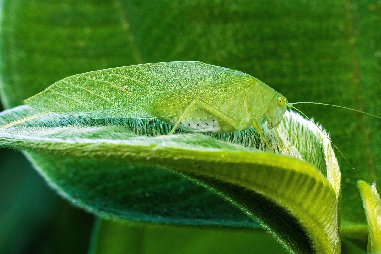 Gafanhoto, Katydid, Inseto