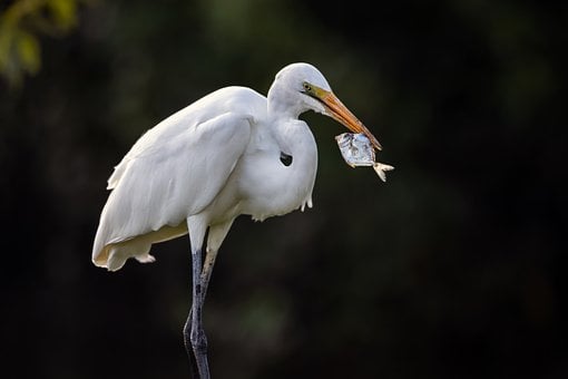Free Egret Nature photo and picture