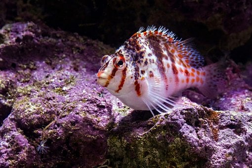 Free Dwarf Hawkfish Tropical photo and picture