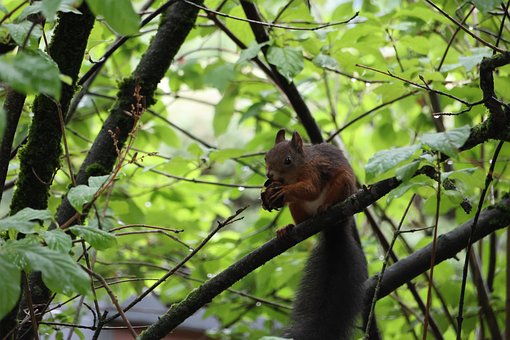 Eichhörnchen, Baumzweig, Blätter, Natur