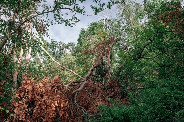 Free Tree Forest photo and picture