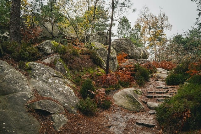 Free Stones Forest photo and picture