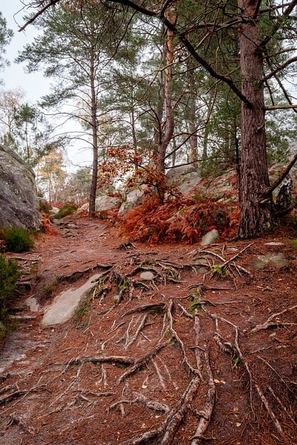 Free Forest Trees photo and picture