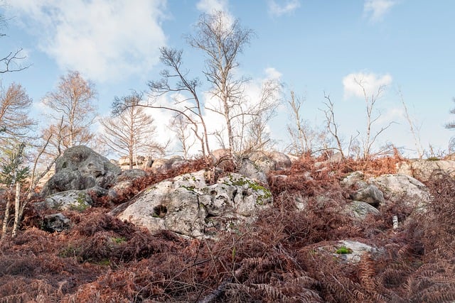Free Forest Tree photo and picture