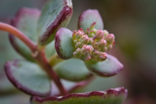 Free Succulent Sedum photo and picture