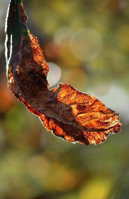 Free Chestnut Leaf Autumn photo and picture