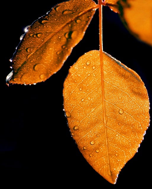 Free Autumn Leaves Raindrops photo and picture