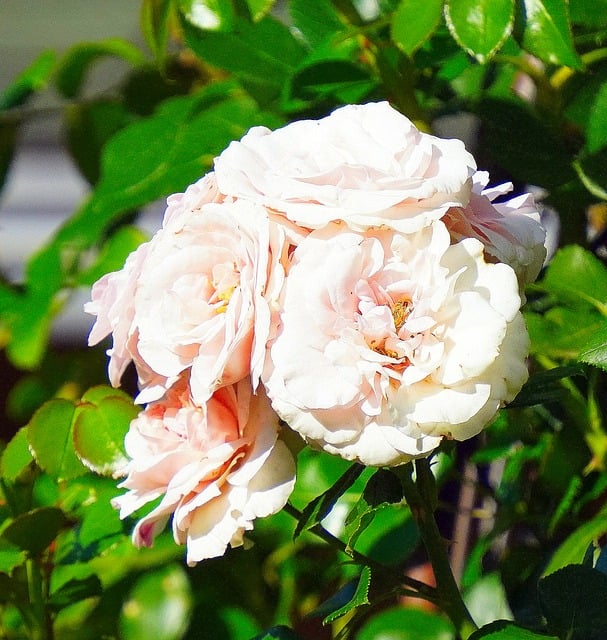 Free Rose Flower photo and picture