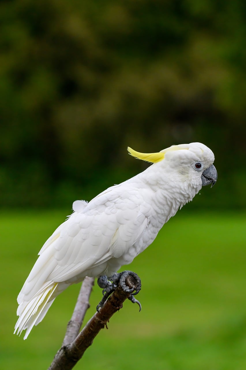 Download free HD stock image of Cockatoo Nature Free Cockatoo Nature photo and picture