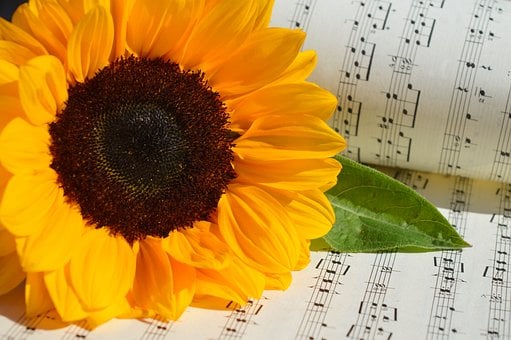 Free Flower Sunflower photo and picture