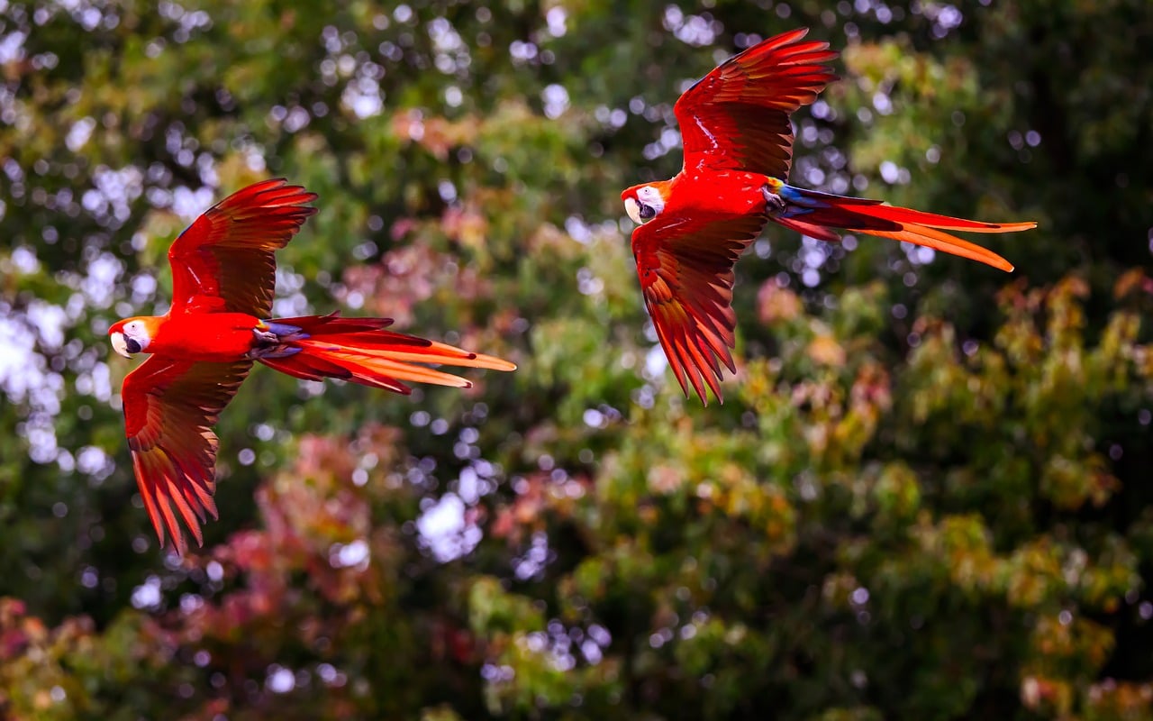 Download free HD stock image of Parrot Flying Free Parrot Flying photo and picture
