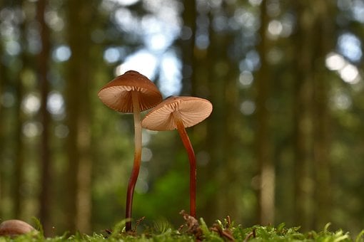 Free Mushrooms Forest photo and picture