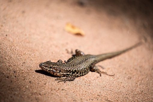Øgle, Reptil, Sand, Kamuflasje, Natur