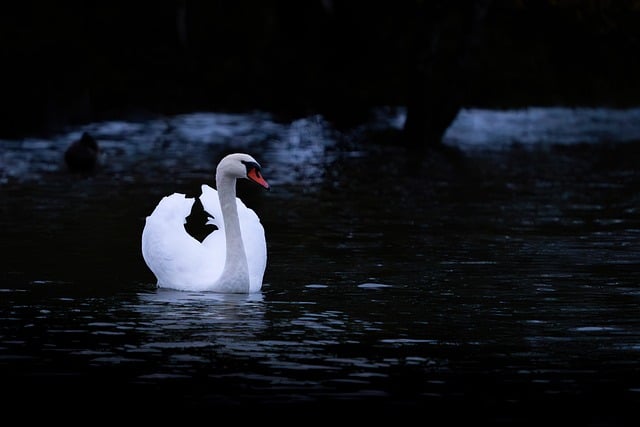 Free Swan Bird photo and picture