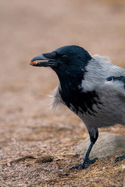 Free Crow Beak photo and picture