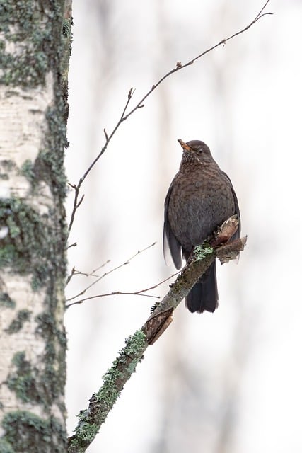 Free Bird Tree photo and picture