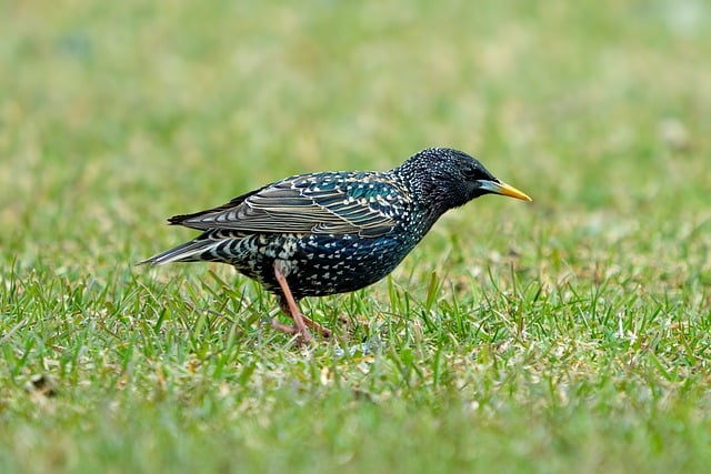 Free Bird Starling photo and picture