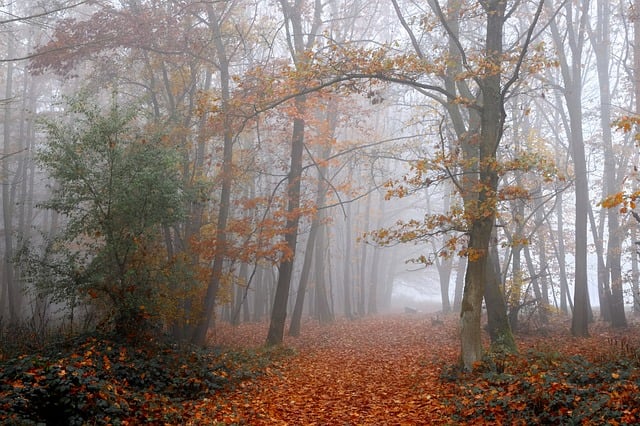 Wald, Nebel, Herbst, Landschaft